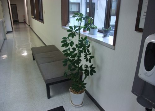 観葉植物の引っ越し